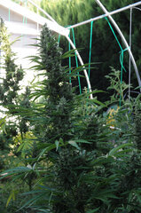 SOMANGO AUTO