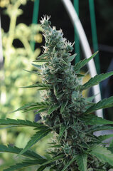 SOMANGO AUTO