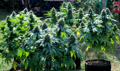 BUBBA KUSH  AFRODITE  BLACKBERRY GUM