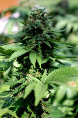 BLACKBERRY GUM