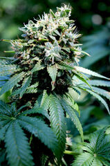 BUBBA KUSH