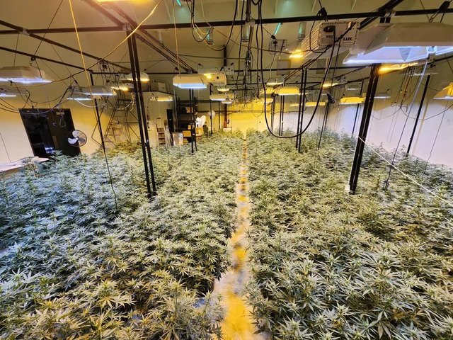 some-pheno-hunt-pics-pic-1-is-all-of-the-plants-we-selected-v0-er6ql43k2zub1.jpg.463e1c44353bc017ef2ee0919550a053.jpg