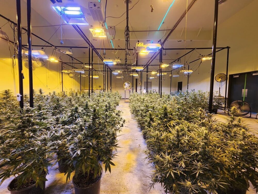 some-pheno-hunt-pics-pic-1-is-all-of-the-plants-we-selected-v0-tx2ekqlk2zub1.thumb.jpg.e6089ab06e07f3beda404141cbe93435.jpg