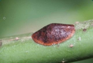 cochenille molle.jpg