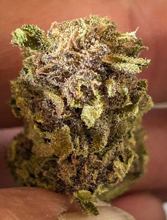 Grow26--657.thumb.jpg.2d7233b501aab3e66fe3ecba0c97d550.jpg.9b36d2d5fbe04c9af1cf7b27705a2c27.jpg
