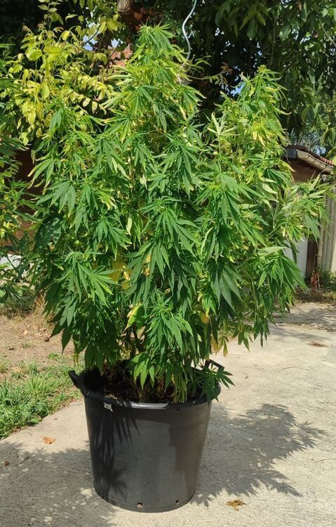 IMG_20260810_144523.thumb.jpg.5da2a0e4b4028b0281177135418a6083.jpg