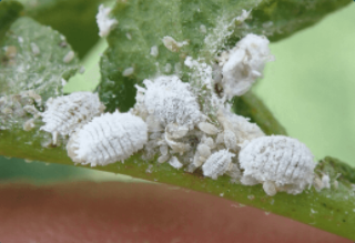 cochenille.png