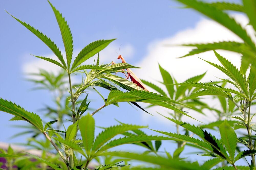 f20.thumb.JPG.08de1b6e56288d5432a2adcca51e6757.JPG