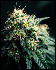 Bud I_.jpg