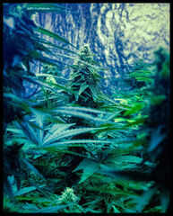 Bud IV_.jpg