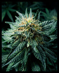 Bud II_.jpg