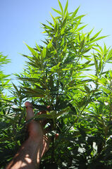MIMOSA 47 FAST