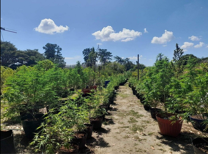 1054813228_Screenshot2026-09-23at19-20-29PhuketCannabisShop-AllYouSHOULDKnowBeforeGoing2026(withReviews).png.8f5081aa83bc7d579629b339adb0a34a.png