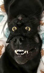 Voilà il est content de sa connerie..