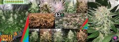 21. Cannaweed passion