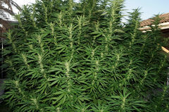 MIMOSA 47 FAST