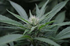 MIMOSA 47 FAST