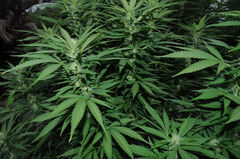 MIMOSA 47 FAST