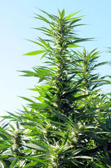 MIMOSA 47 FAST