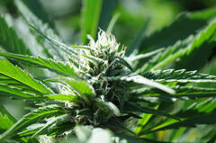 MIMOSA 47 FAST