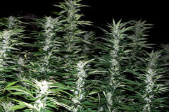 MIMOSA 47 FAST