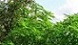 EasyGrower