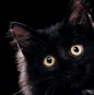 SpaceCat