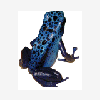 Kermit