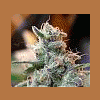 ganja_for_life