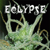 Eclypse