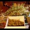 WeeD_KniGht