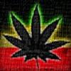 cannabird