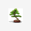 CannaPaix
