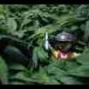 spliff-gadget