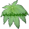 vivalaweed