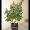 bigbuds