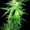 Ninjaweed