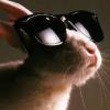 lesuperlapin