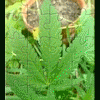 milf_weed