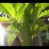 fatbud17