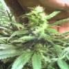 horticulteur29