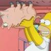 spider-cochon