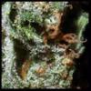 Al-Haze_56