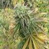 loveganja