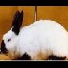 Le-Lapin-Russe