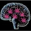 Chamannabis