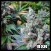 diesel91
