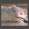 mme_furet