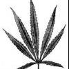 Master_Zamal