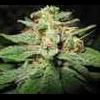 CannaKro